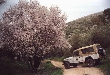 ג'יפ ישן ליד עץ שקדיה פורח